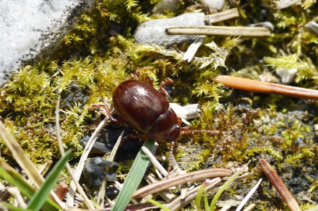 Chrysolina cfr. staphylaea, Chrysomelidae